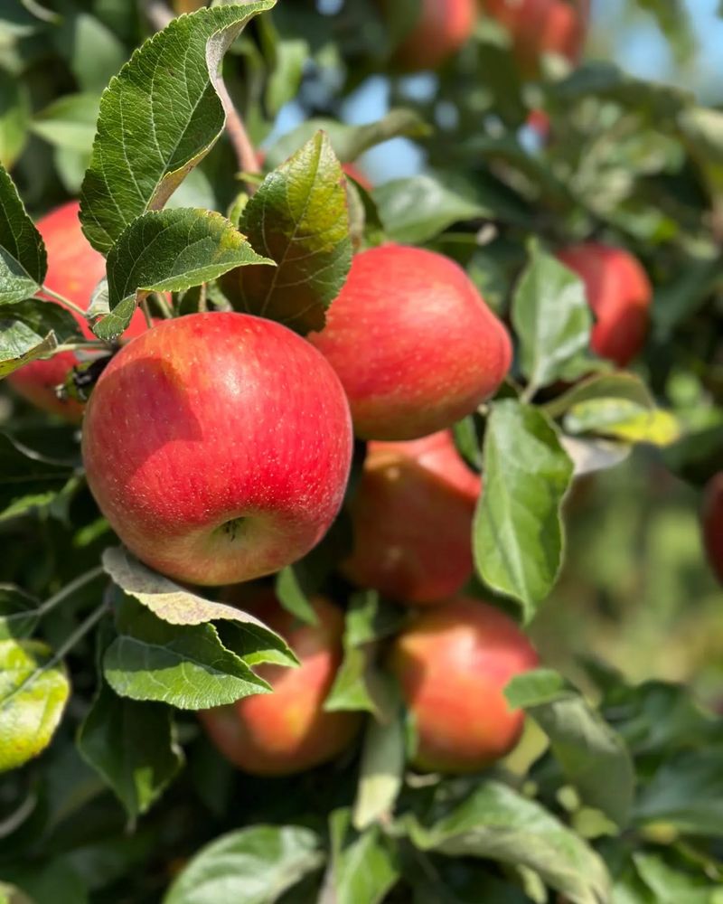 Apple Trees: The Backyard Classic