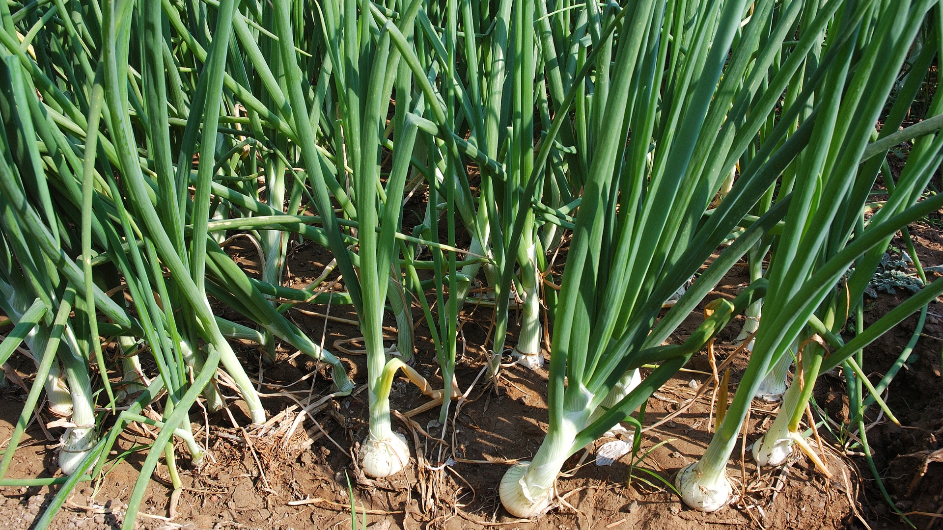 Onions
