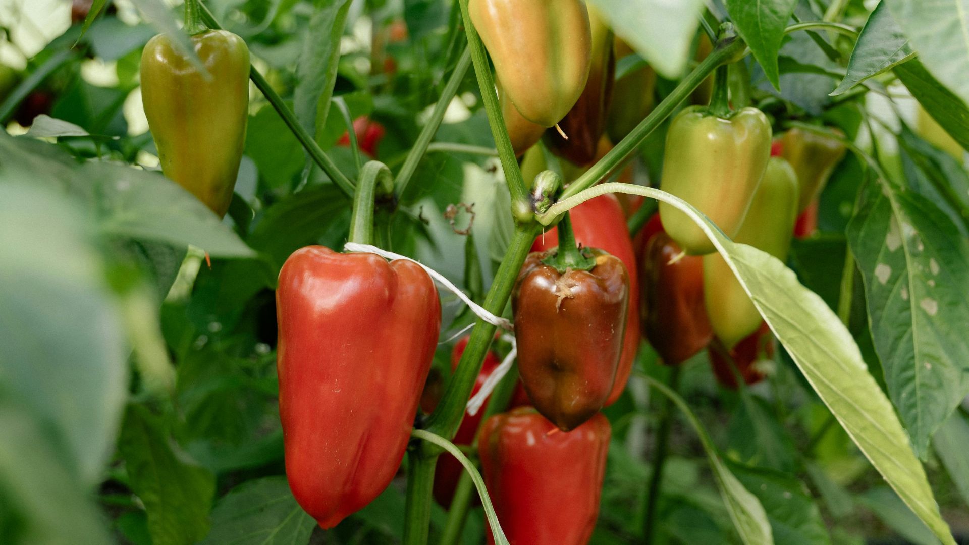 peppers