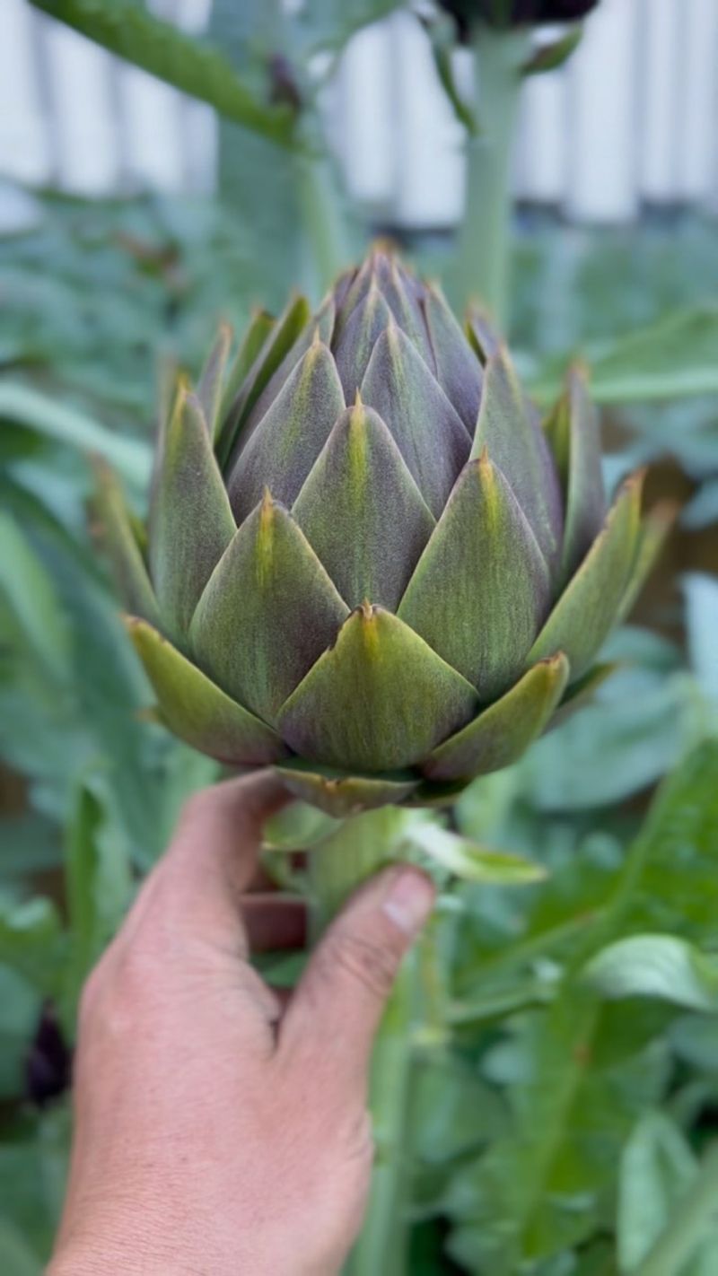 Artichokes