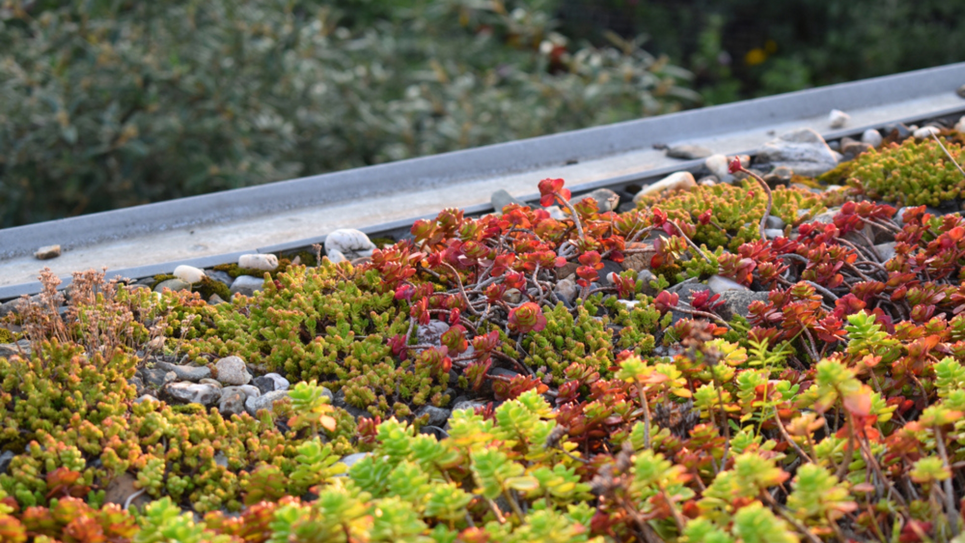 stonecrop sedum ground cover