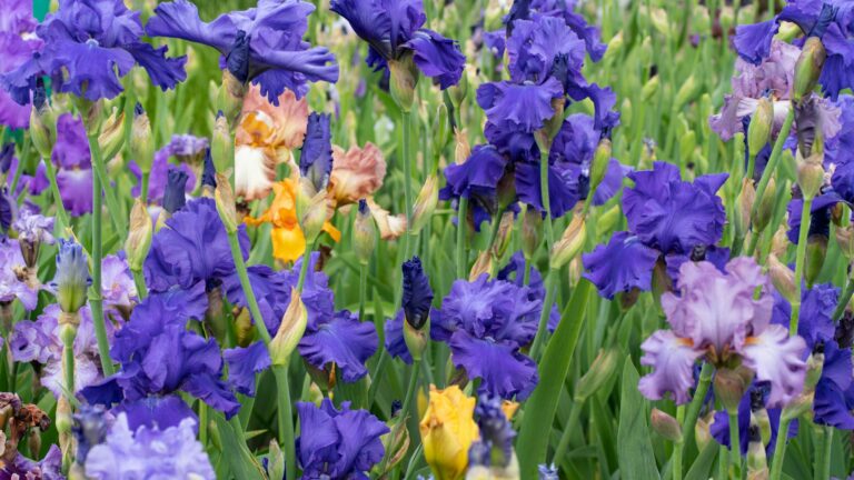 iris flowers