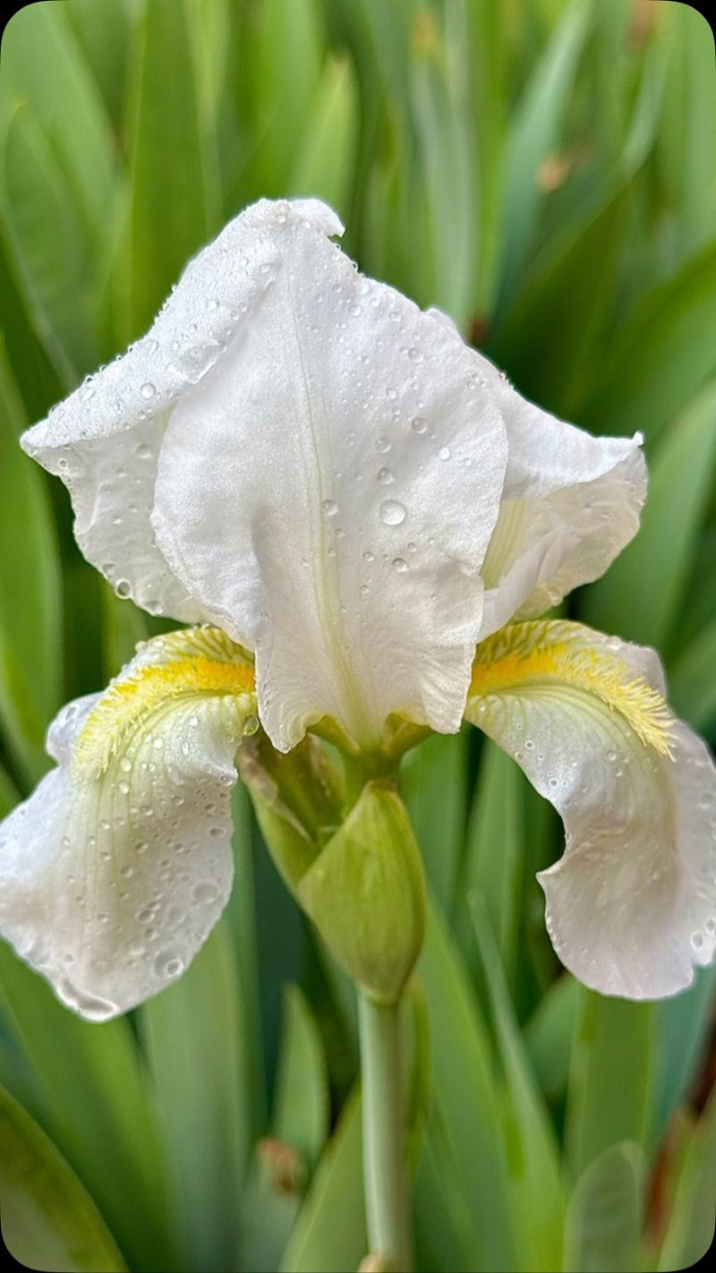 Bearded Iris 'Immortality'