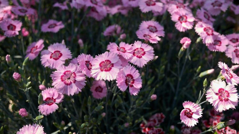 dianthus
