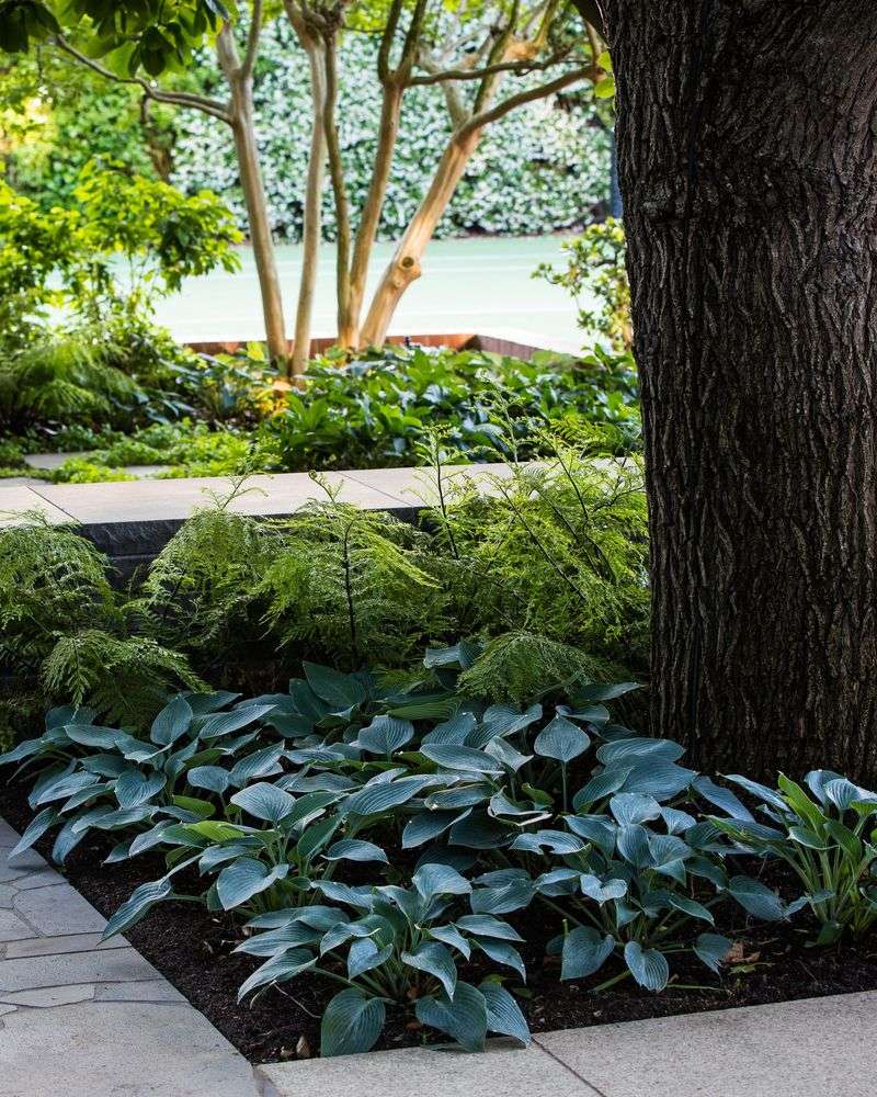 Hostas