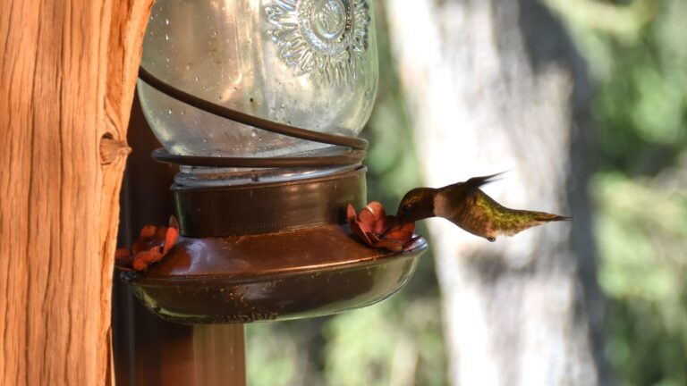hummingbird feeding on seeds from an old mason jar reused as bird feeder