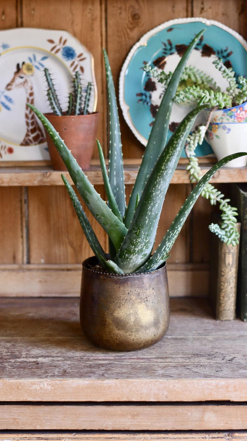 Aloe Vera