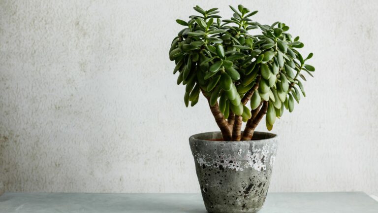 Houseplant Crassula Ovata Jade Plant Money Tree opposite the White Wall