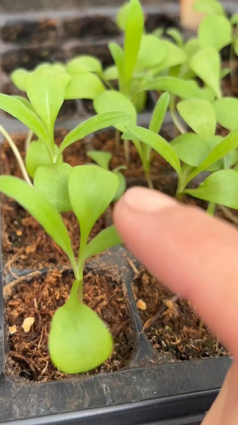 Planting Too Deep
