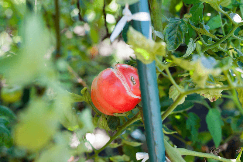 Inconsistent Watering Habits