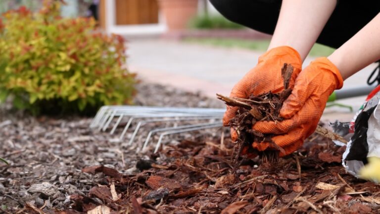 mulching in garden