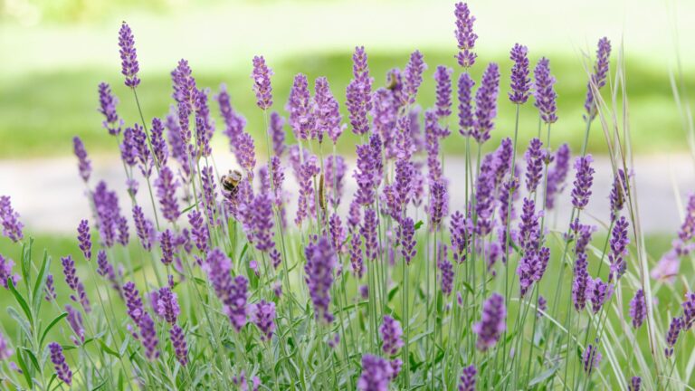 lavender plant