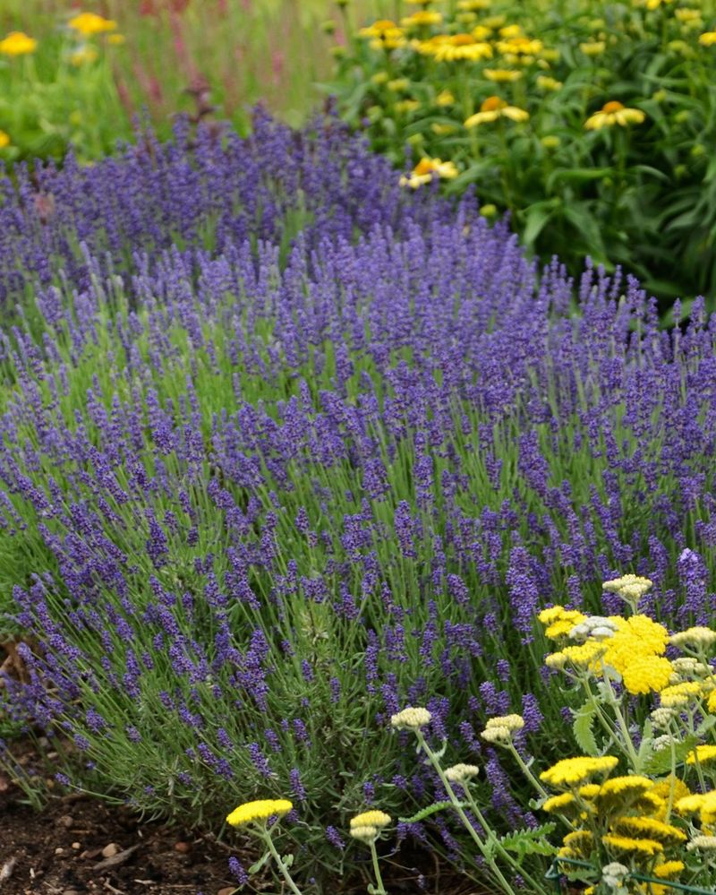Choose The Right Lavender Variety For Your Climate