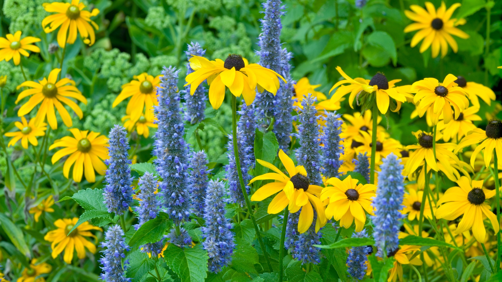 17 Native Flowers That Handle Clay Soil Well (And Grow Back Every Year)