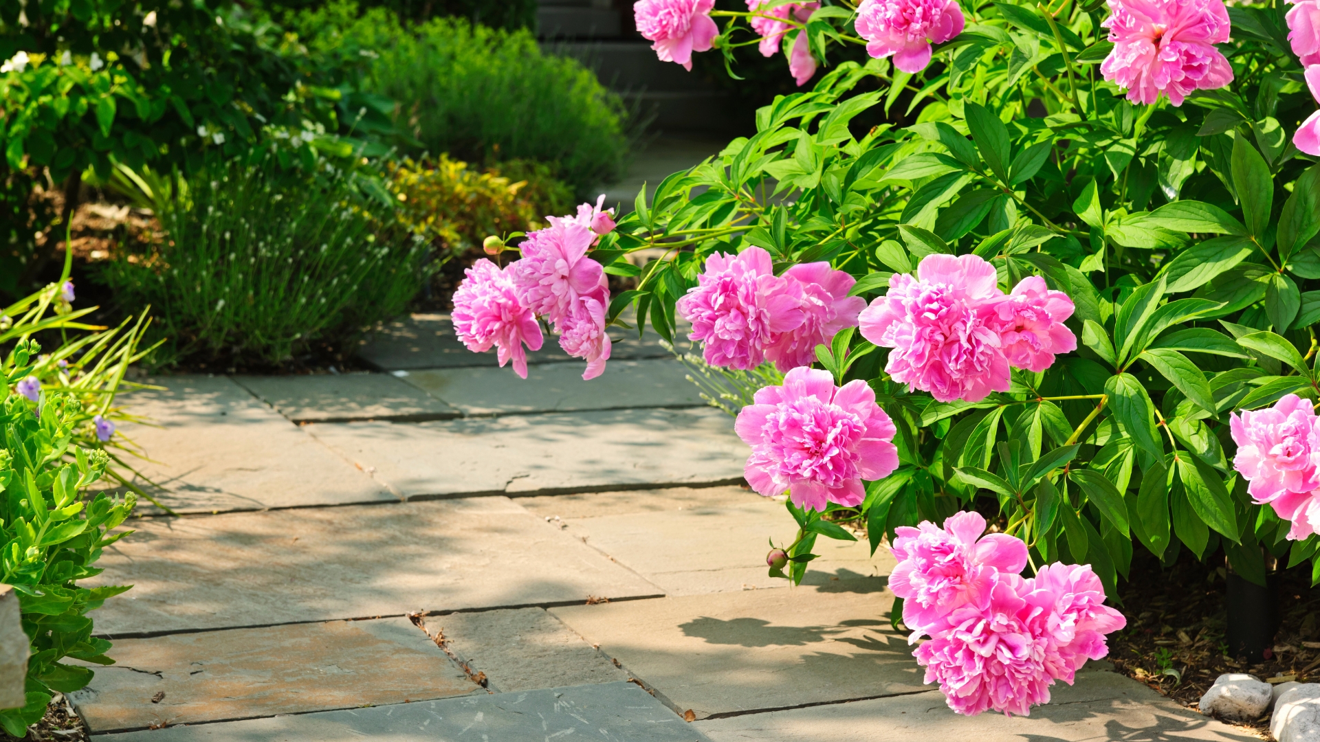 peony garden