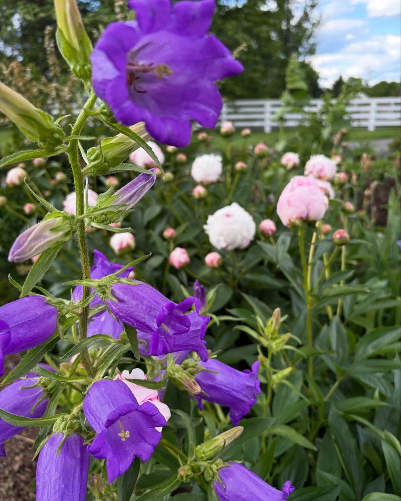 Cottage Garden Peonies