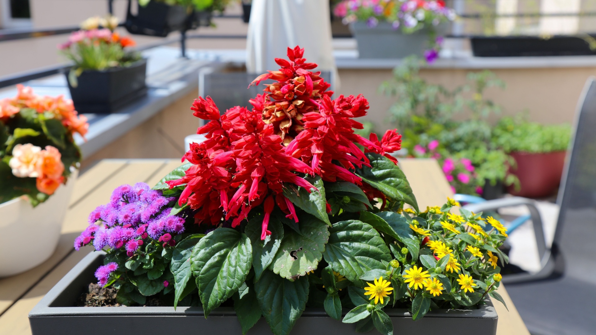 potted perennials