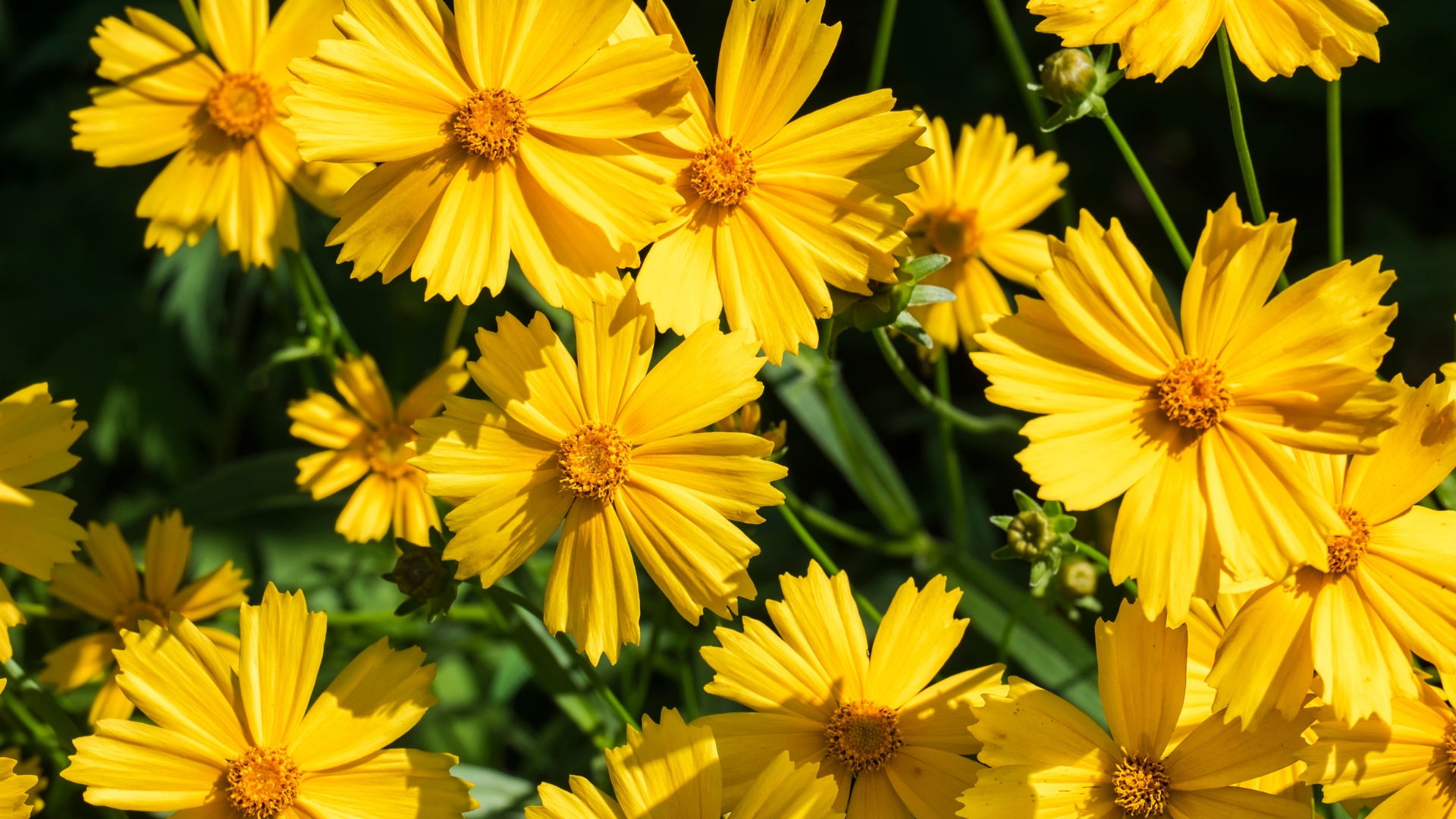 Coreopsis
