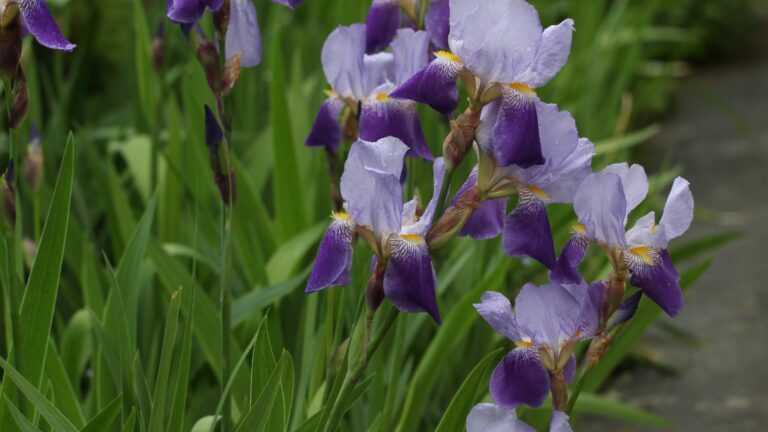 irises