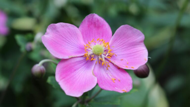 Closeup of a Japanese Anemone