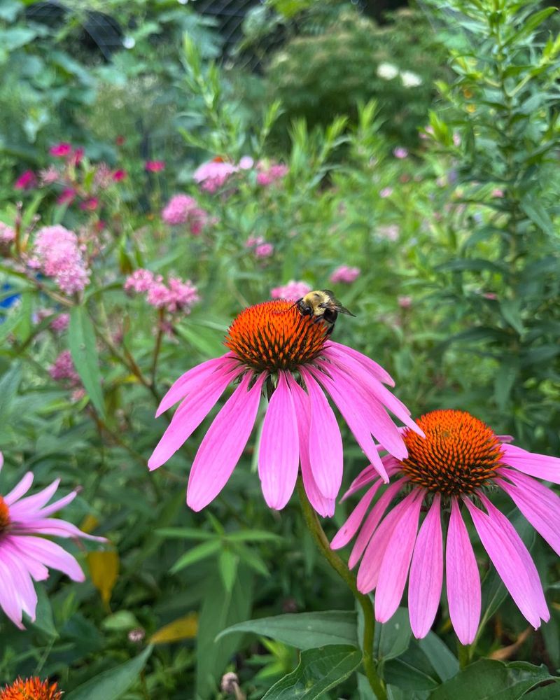Pink Echinacea (Purple Coneflower)