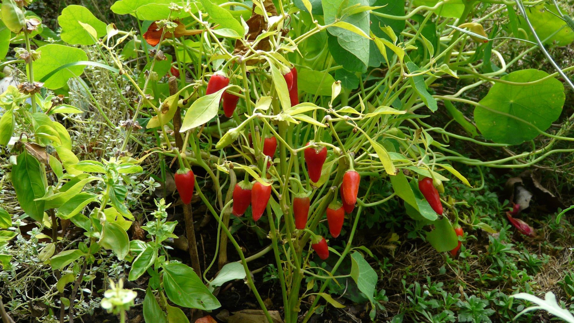 17 Plants That Actually Harm Your Peppers When Planted Nearby