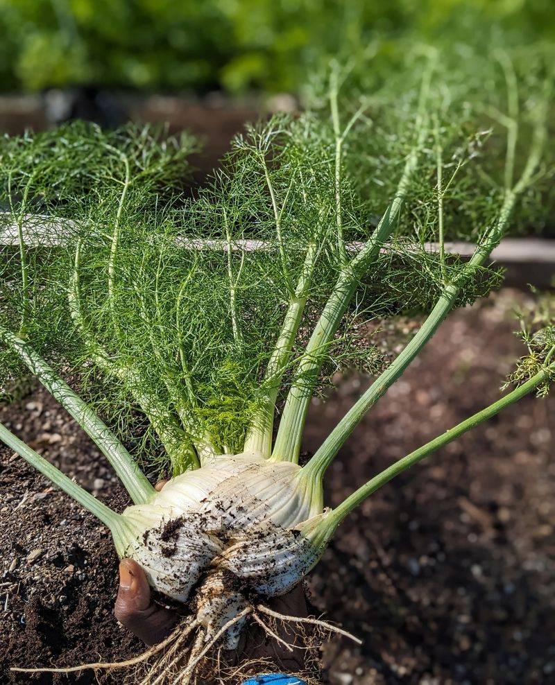 Fennel: The Unfriendly Umbrella