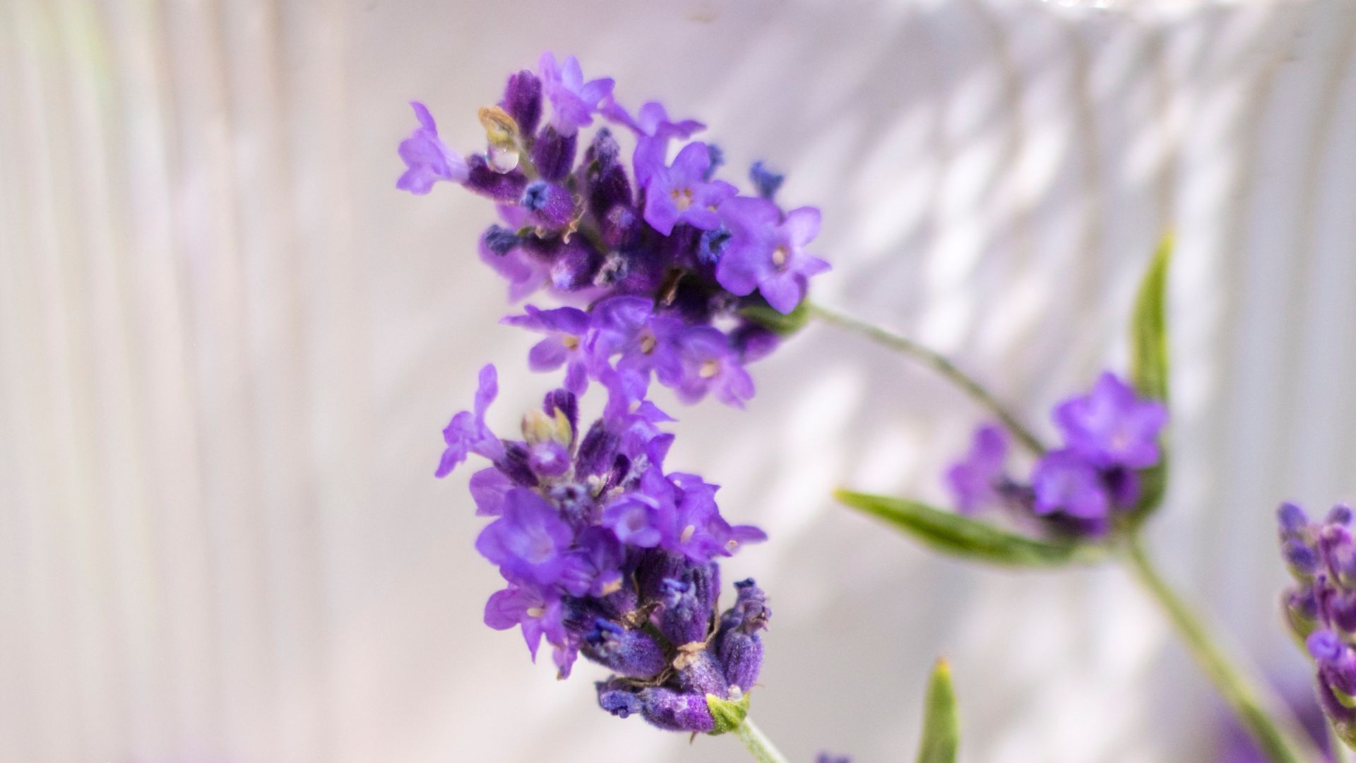 lavender