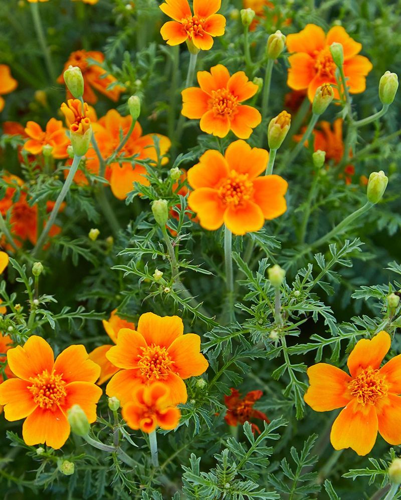 Marigolds