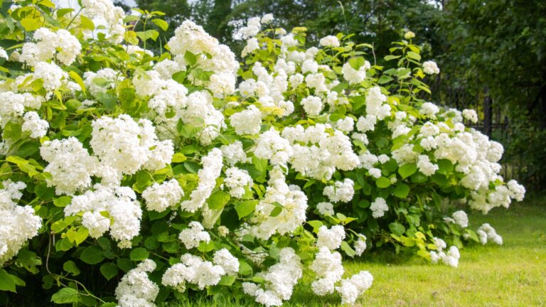 white hydrangea plant in full bloom
