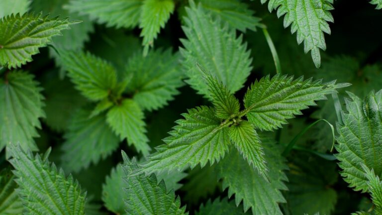 Stinging Nettle
