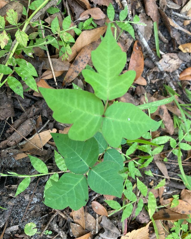 Poison Ivy