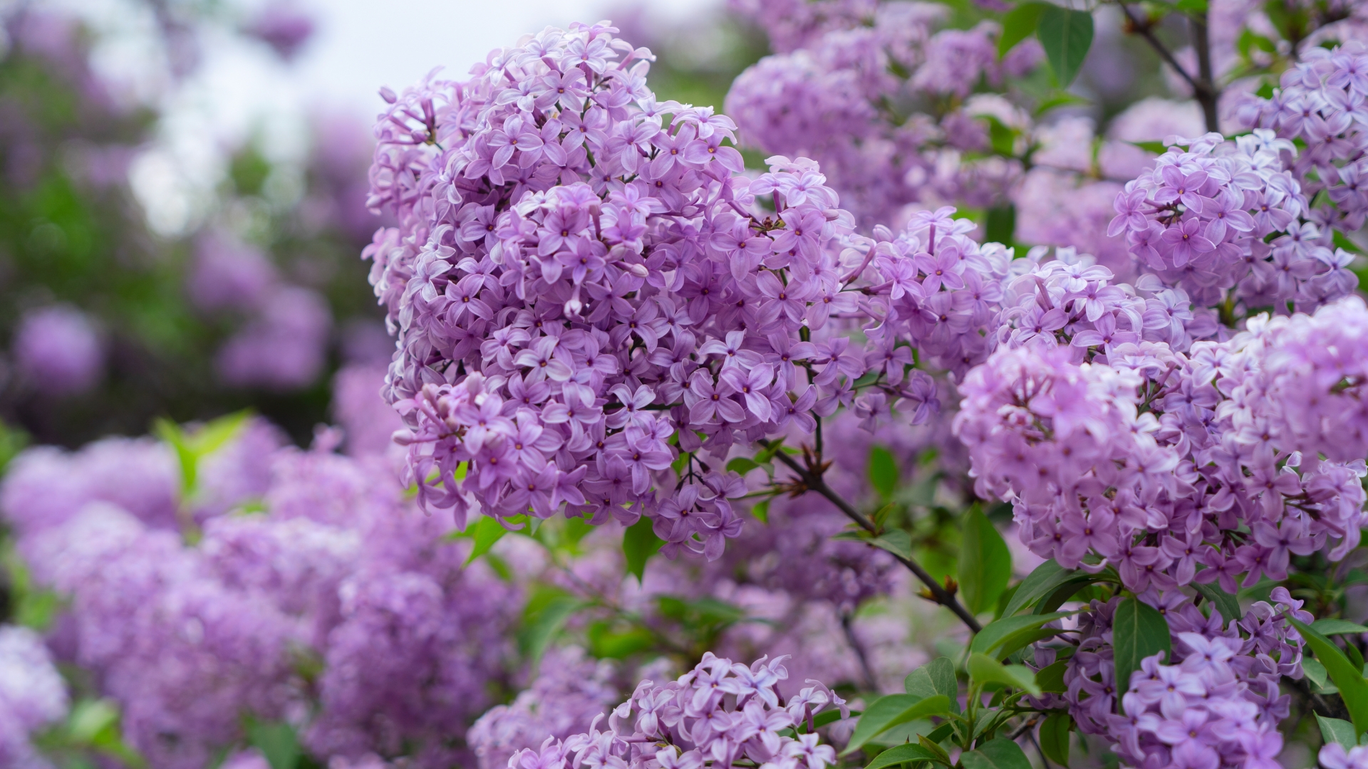 17 Plants You Shouldn’t Prune Until After May (Or You’ll Risk Ruining The Blooms)