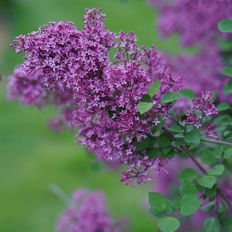 Lilacs