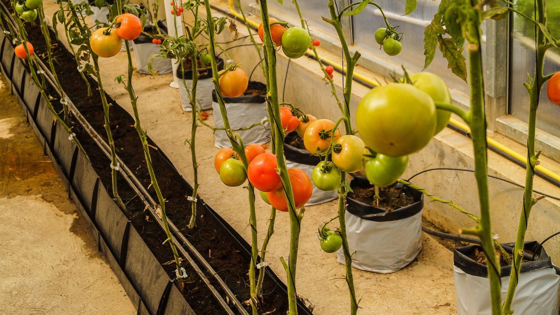 17 Popular Foods That Are Legal To Grow In Your Backyard