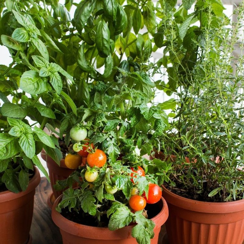 Tomatoes
