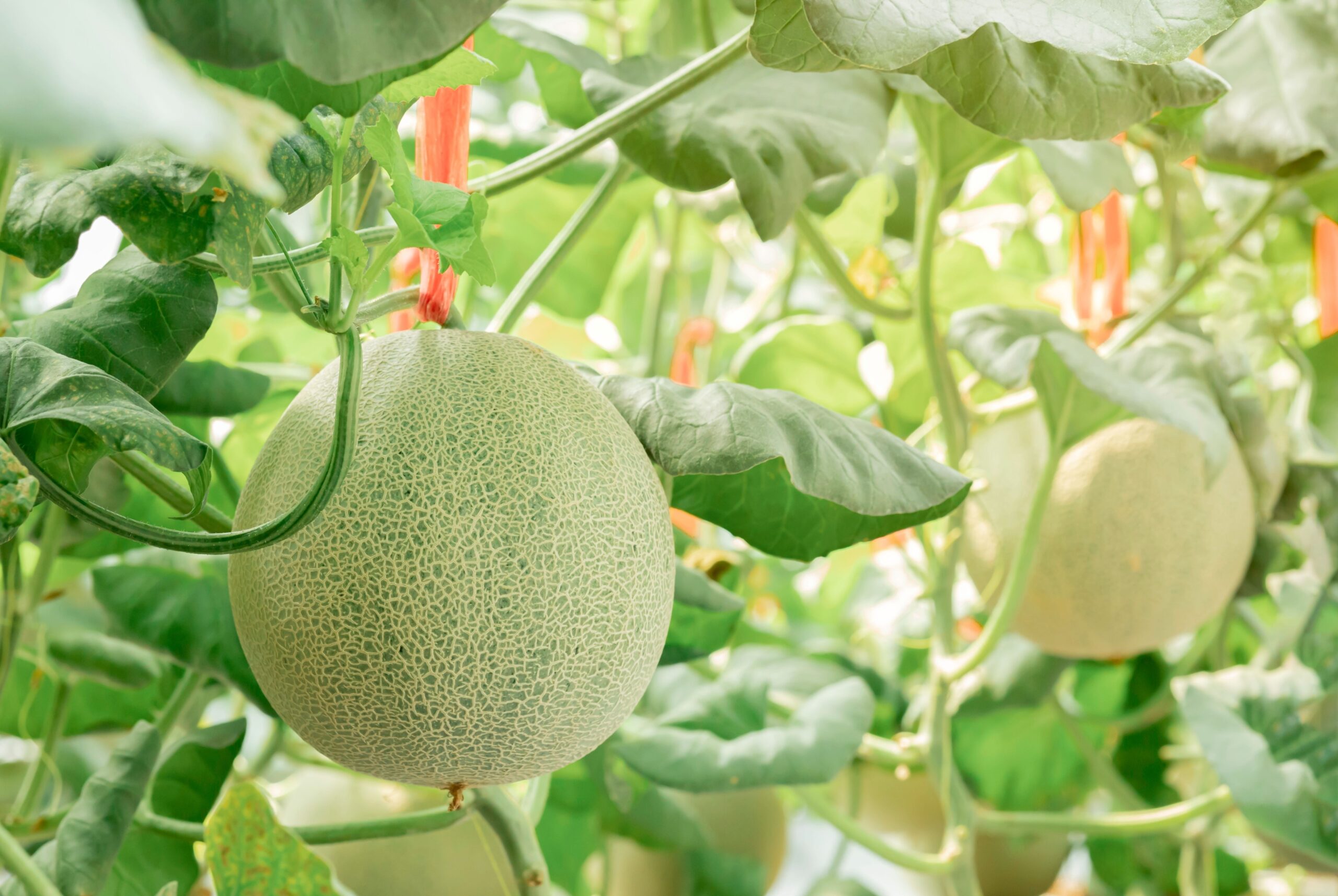 home grown melons