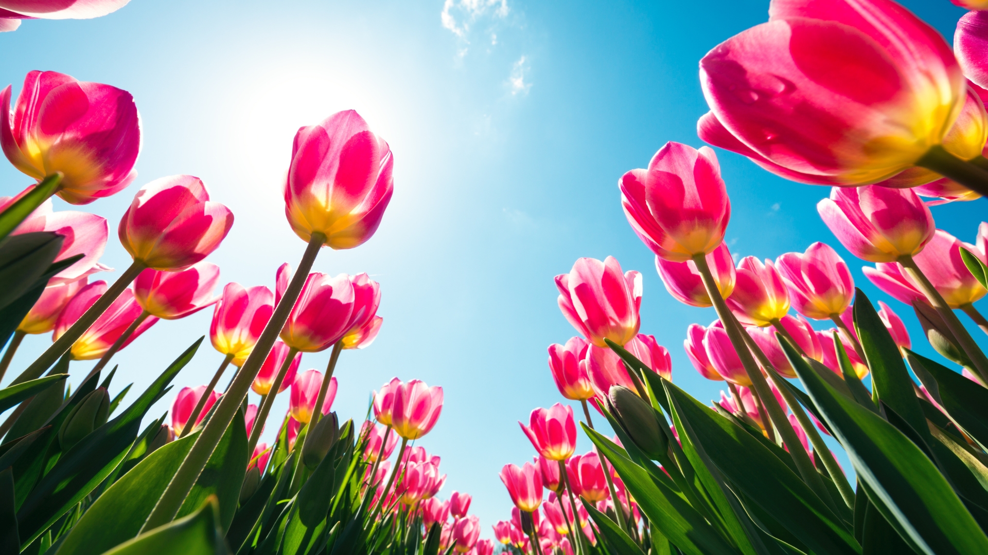 17 Reasons Tulips Steal the Show Every Spring (And How to Make Yours Shine)
