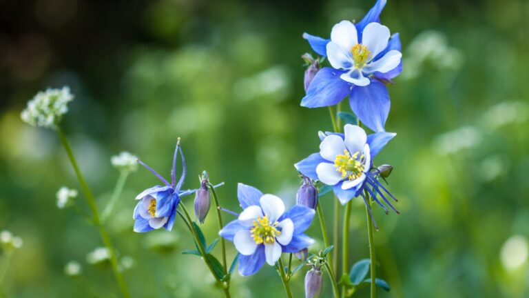 Columbine