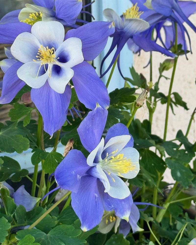 Columbine