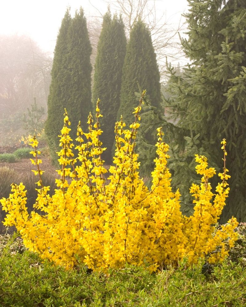 Forsythia