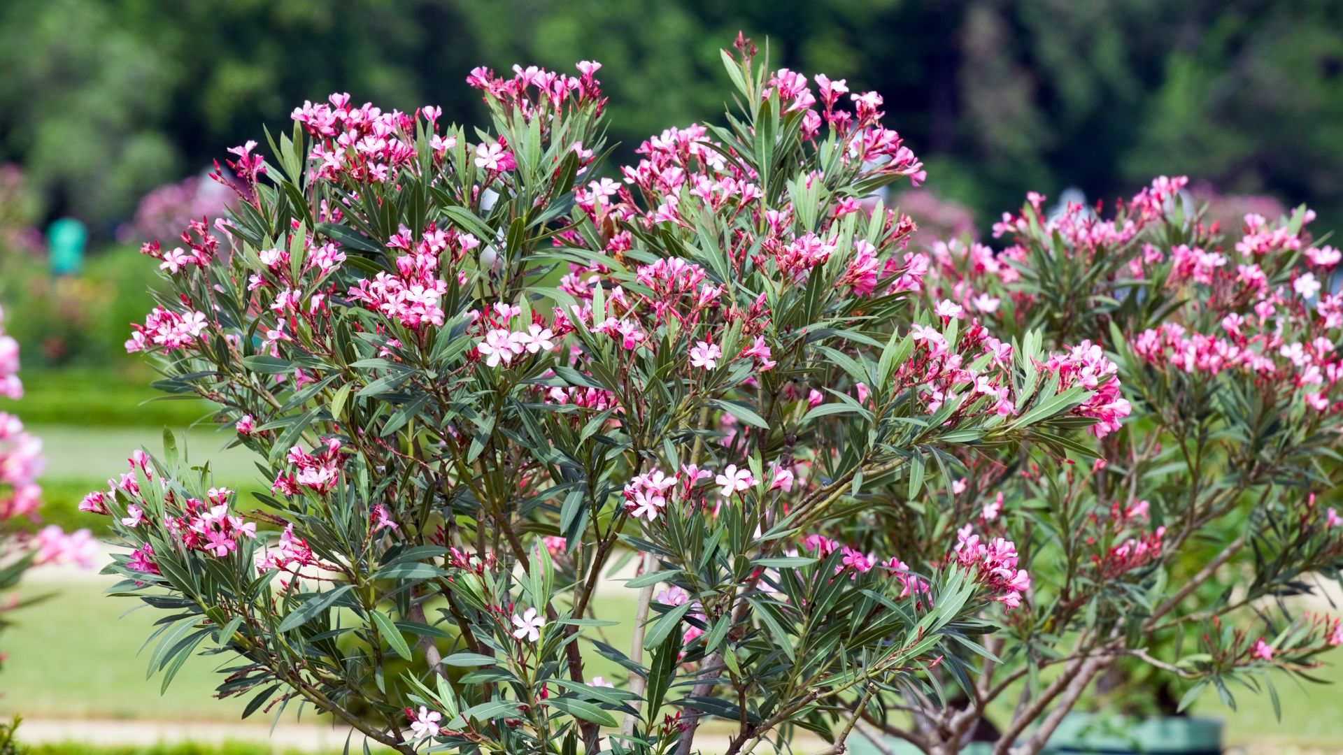 17 Shrubs You Should Never Use As A Living Fence (And What To Plant Instead For Privacy That Actually Works)
