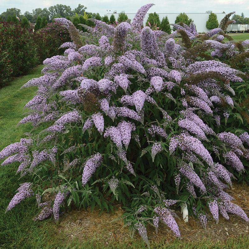 Butterfly Bush: Beauty That Fails As A Barrier