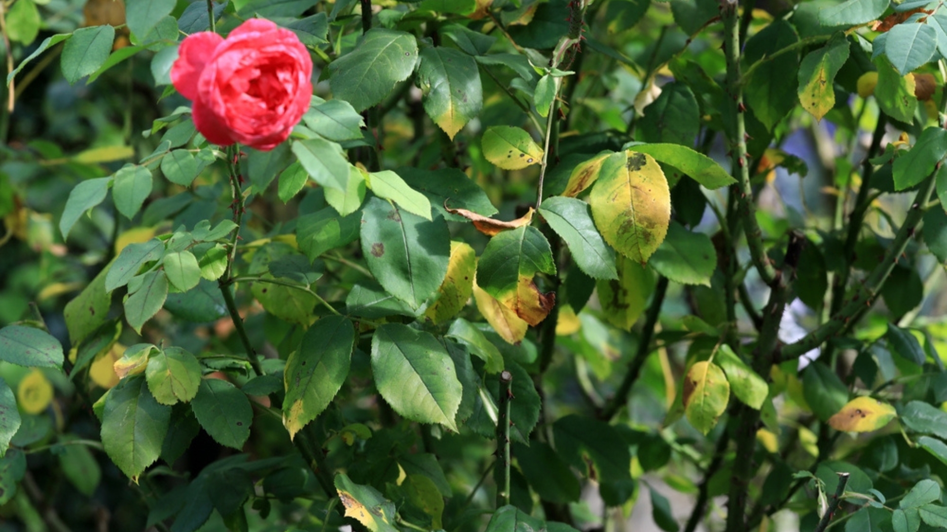 yellow leaves in rose plant