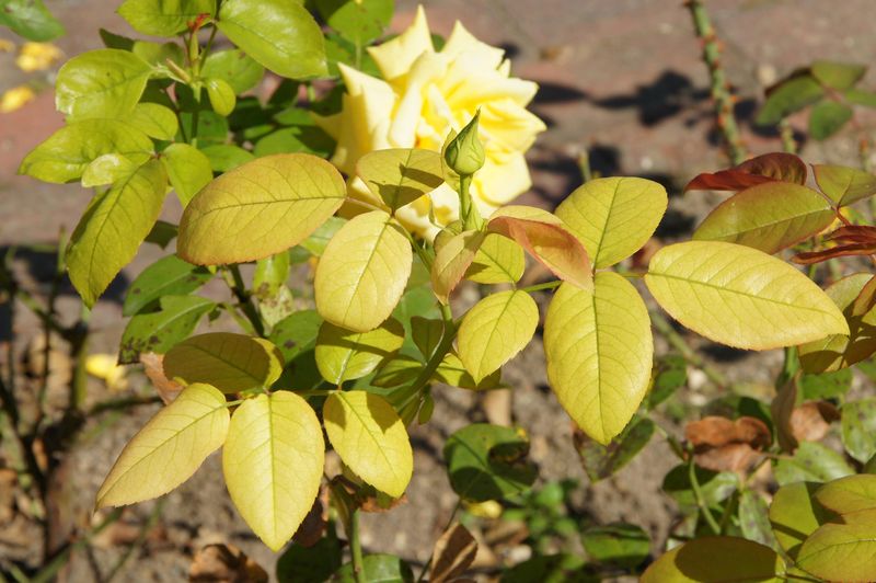 Yellowing Leaves