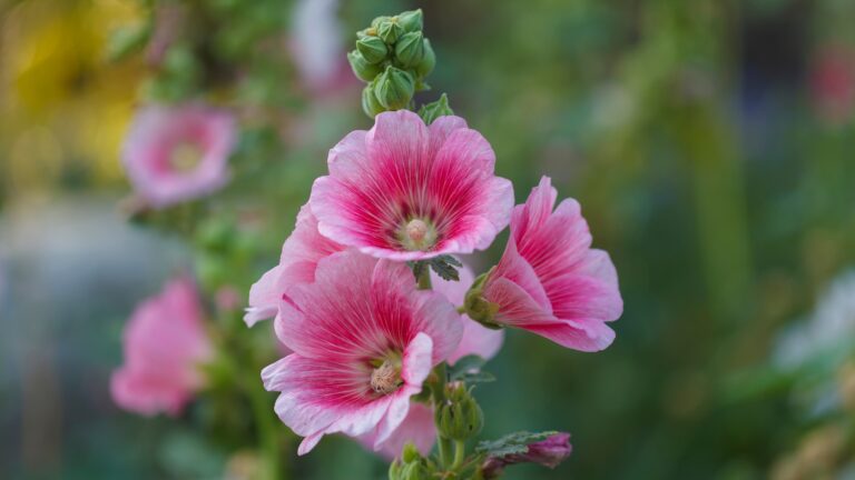 hollyhocks