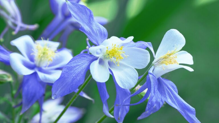 Aquilegia 'Origami'