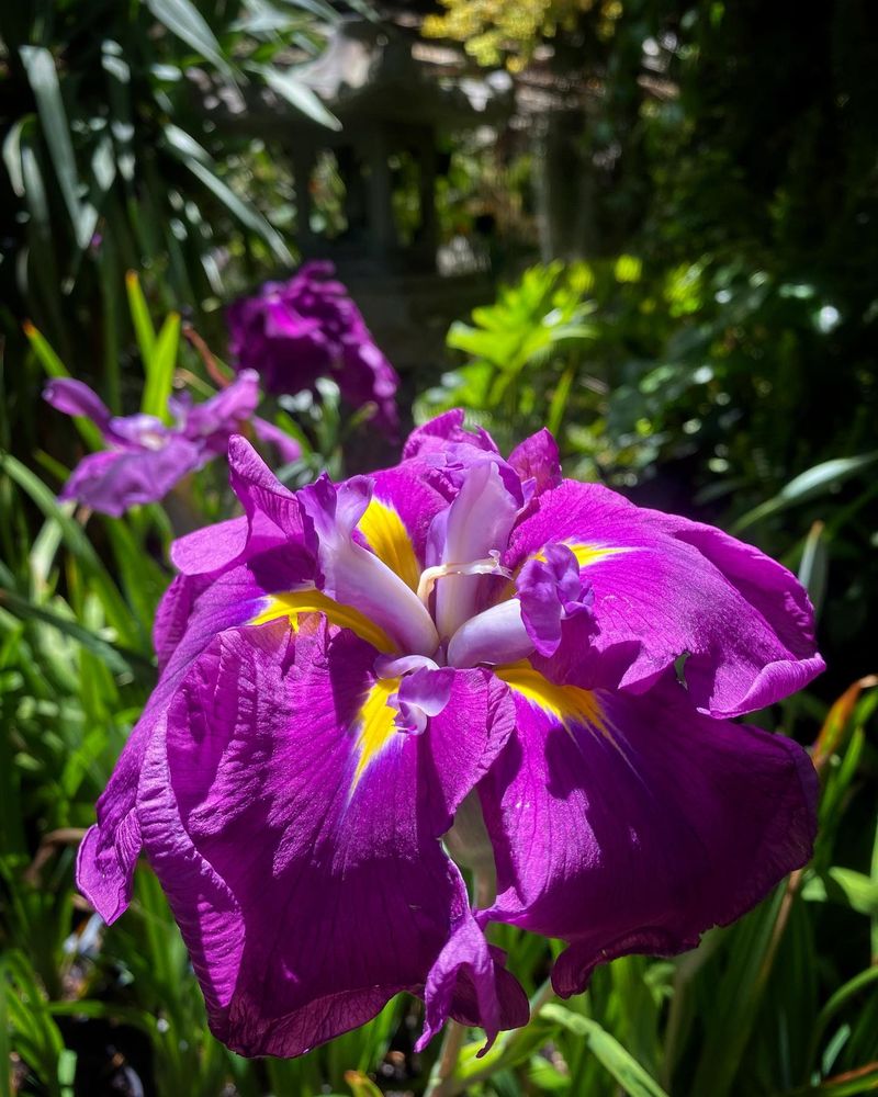 Japanese Iris