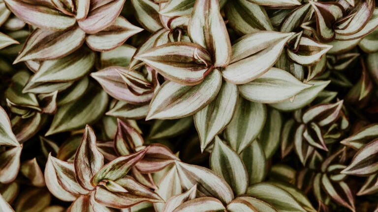 Leafy Silver Inch Plant Vines