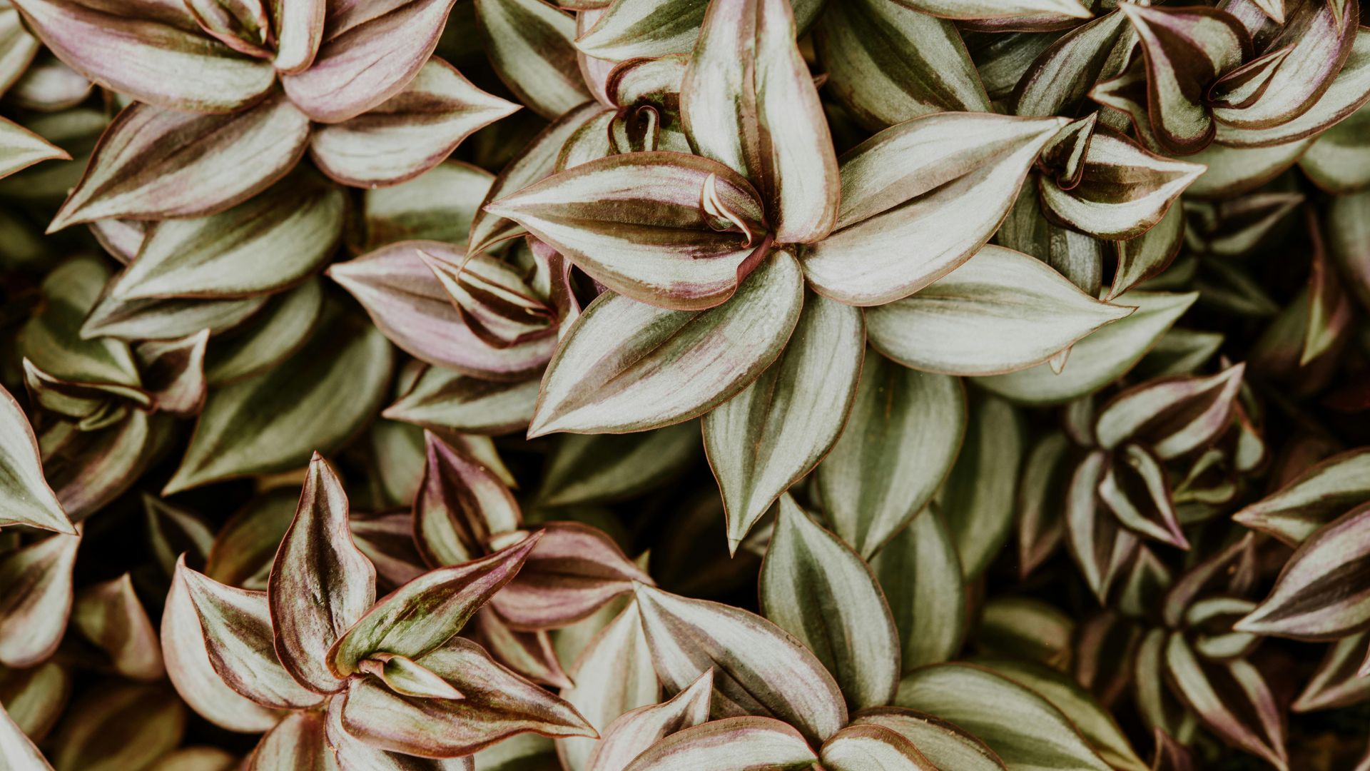 17 Stunning Container Ideas For Silver Plants (Perfect For Small Spaces)